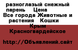 разноглазый снежный парень. › Цена ­ 10 000 - Все города Животные и растения » Кошки   . Крым,Красногвардейское